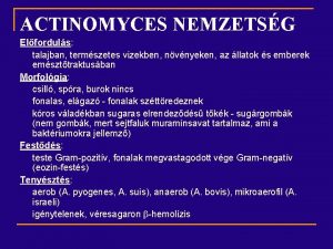 ACTINOMYCES NEMZETSG Elforduls talajban termszetes vizekben nvnyeken az