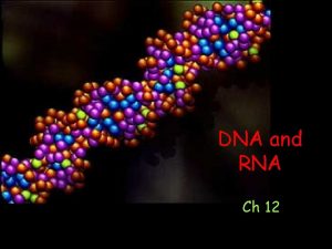 DNA and RNA Ch 12 DNA Deoxyribonucleic Acid
