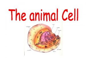 cell is w The Cell basic unit of