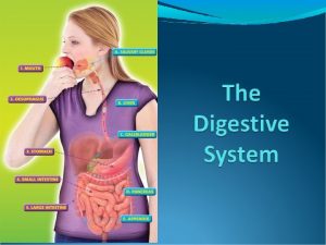 Introduction to the digestive system