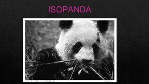 Isopanda