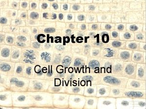 Section 10-1 cell growth