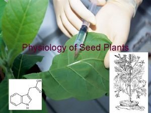 Auxin transport