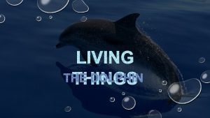 LIVING THE DOLPHIN THINGS KINGDOM The dolphin belongs