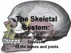 What is a skeleton