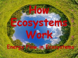 How Ecosystems Work Energy Flow in Ecosystems Ecological