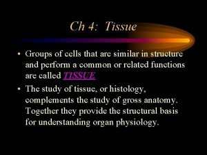 Pseudostratified