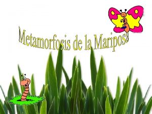 Etapas de la metamorfosis