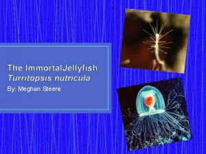 Turritopsis nutricula life span
