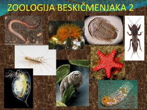 ZOOLOGIJA BESKIMENJAKA 2 SADRAJ PREDMETA Regnum PROTISTA Subregnum