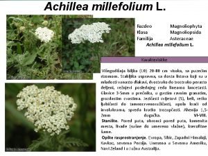 Achillea millefolium L Razdeo Magnoliophyta Klasa Magnoliopsida Familija