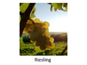 Riesling Riesling is a white grape variety which