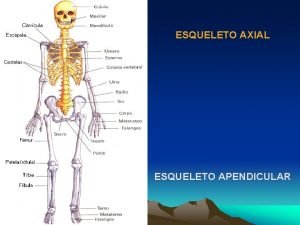 Huesos apendicular