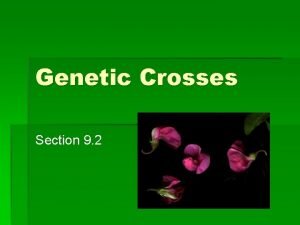 Genetic Crosses Section 9 2 Genotype The genetic