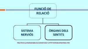 FUNCI DE RELACI SISTEMA NERVIS RGANS DELS SENTITS