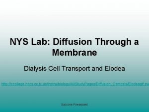 Nys diffusion through a membrane lab answers