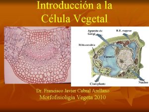 Dictiosoma celula vegetal