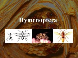 Hymenoptera mindkt pr szrny hrtys a htuls pr