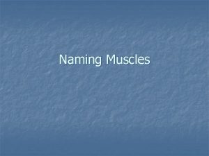 Naming Muscles Muscles causing movement n Skeletal Muscle