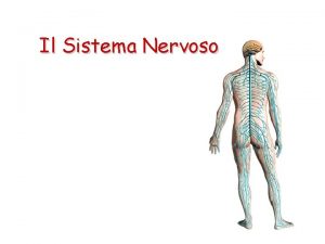 Cervello Cervello