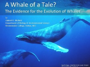 Whale evolutionary tree