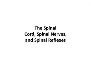 The Spinal Cord Spinal Nerves and Spinal Reflexes