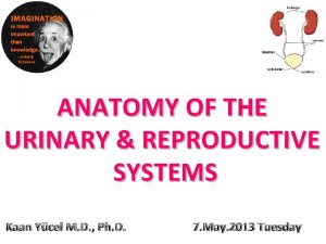 ANATOMY OF THE URINARY REPRODUCTIVE SYSTEMS Kaan Ycel