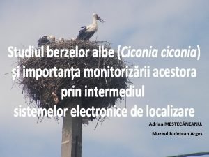 Adrian MESTECNEANU Muzeul Judeean Arge Barza alb Ciconia