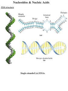 Nucleotides Nucleic Acids RNA structure Singlestranded ss RNAs Nucleotides Nucleic Acids RNA structure Singlestranded ss RNAs