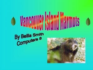 What is a Vancouver Island Marmot Appearance History