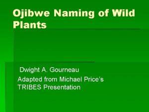 Ojibwe plant names