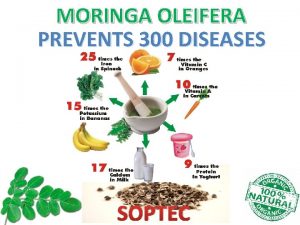 Sta je moringa Sta je moringa