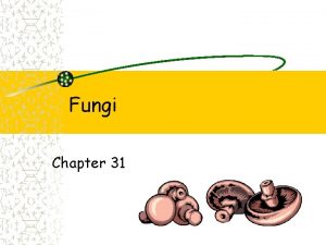 Chapter 31 fungi