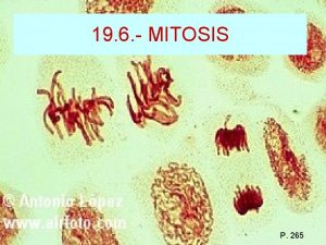 Fases de la mitosis