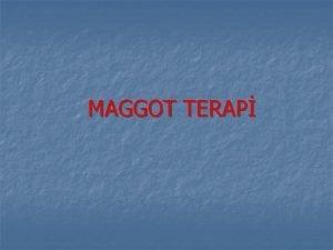 Maggot terapi