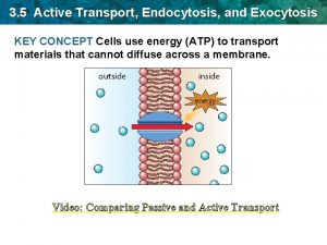 Exocytosis active transport