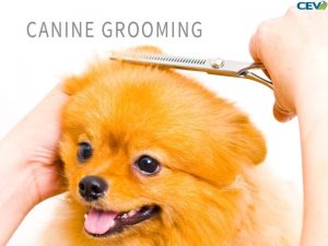Objectives To learn how to groom a canines