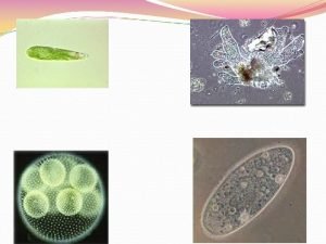 How do euglena eat