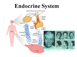 Endocrine System Outline of major players Endocrine System
