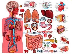 Digestive system travel brochure