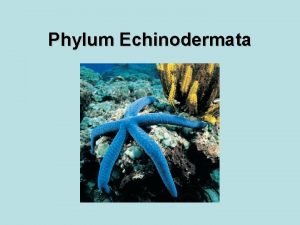 Echinoderms gas exchange