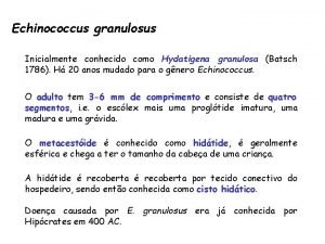 Echinococcus granulosus Inicialmente conhecido como Hydatigena granulosa Batsch