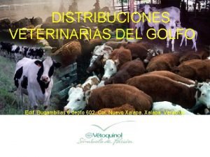 DISTRIBUCIONES VETERINARIAS DEL GOLFO Edif Bugambilias 6 depto