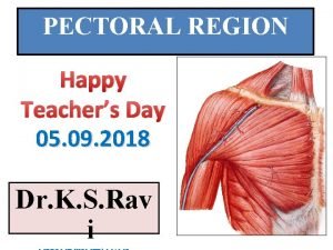 Pectoral region muscles