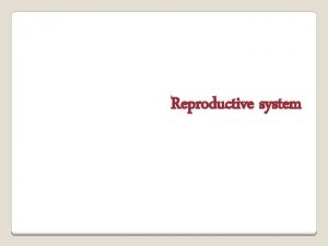 Reproductive system Consists of Testes Epididymis Vas deferens