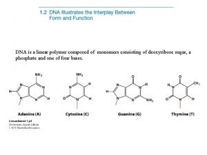 DNA is a linear polymer composed of monomers