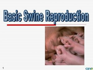 Swine dummy sows