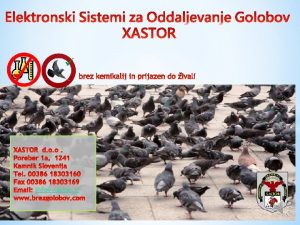 infoxastor si Golobi so vse veji problem urbanih