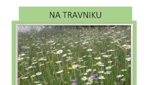 Travniške cvetlice