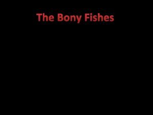 The Bony Fishes Ceolacanths Lobed finned fishes Ceolacanths